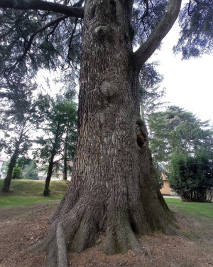 Foto Cedro del Libano di Villa Camilla