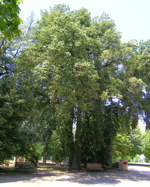 Foto Leccio Santuario del Beato Sante