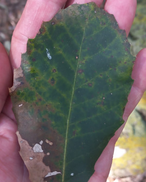 Foto Quercia castagnara di Zannone