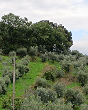 Foto Leccio di Carmignano