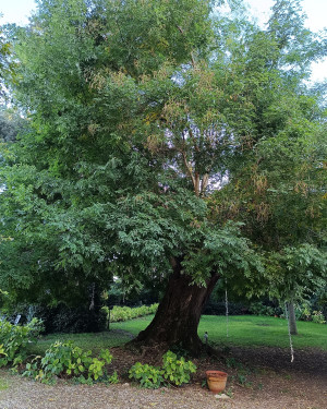 Foto Sophora japonica