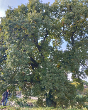 Foto La Roverella della Loggetta