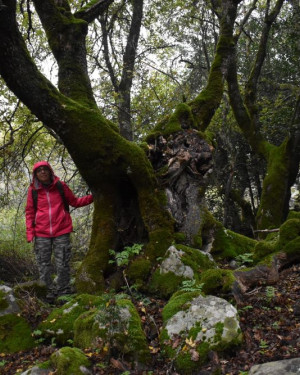 Foto Acero campestre