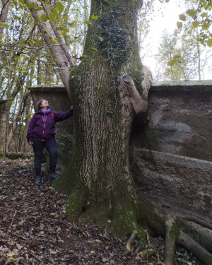 Foto Maciste:il Frassino del Bosco di San Martino