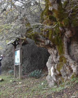 Foto Acero campestre di Pomieri