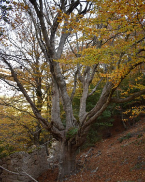 Foto Acero di Passo Canale