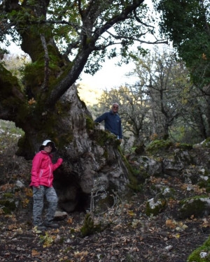 Foto Quercia di Vallone Gimmeti