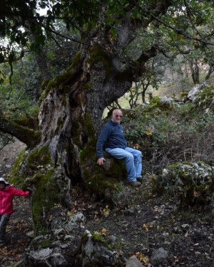 Foto Quercia di Vallone Gimmeti