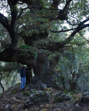 Foto Quercia 2 di Vallone Gimmeti