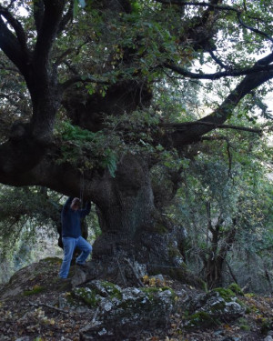 Foto Quercia 2 di Vallone Gimmeti