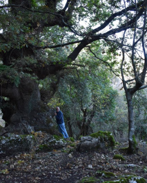 Foto Quercia 2 di Vallone Gimmeti