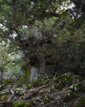 Foto Quercia 2 di Vallone Gimmeti