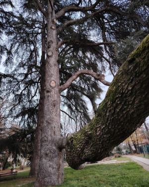 Foto Il Libani maggiore del Parco Scalabrini