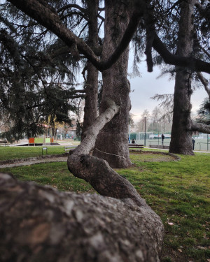 Foto Il Libani mediano del Parco Scalabrini