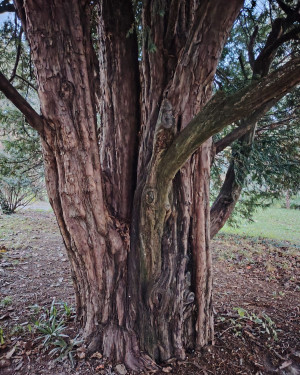 Foto Il tasso di Parco Scalabrini