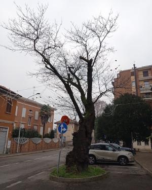 Foto L'albero di Giuda di Cerro Maggiore