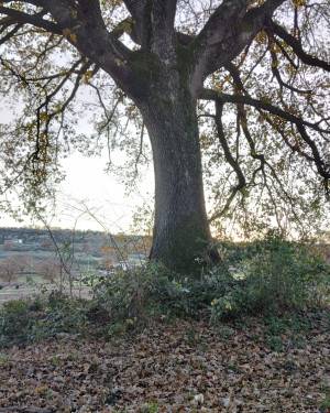 Foto La Quercia della Val di Pesaa