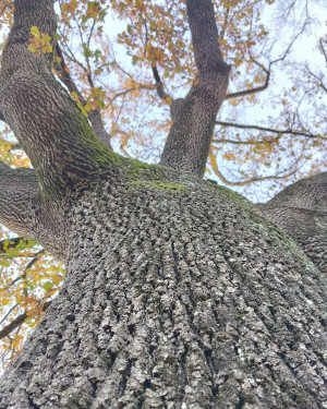 Foto La Quercia della Val di Pesaa