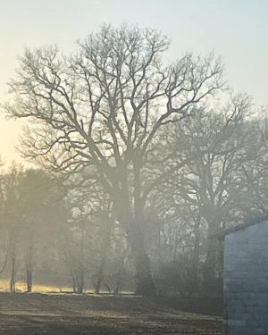 Foto Quercia di Cisiano