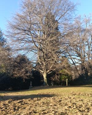 Foto Faggio del parco Sella