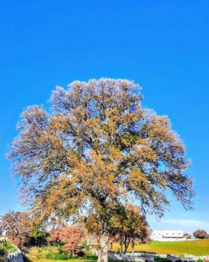 Foto Quercia della Masseria Leogrande