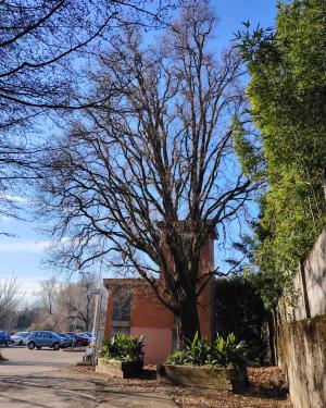 Foto Quercia fastigiata di Minoprio