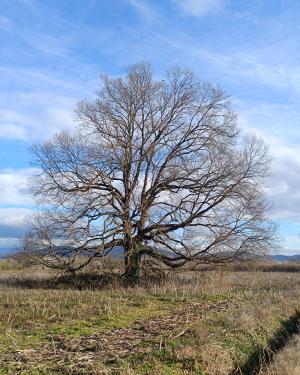 Foto Quercia di via fattoria