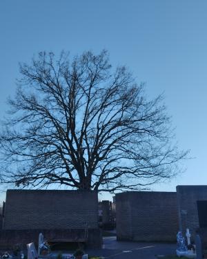 Foto La Quercia del Cimitero