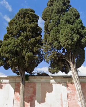 Foto I Cipressi del Cimitero