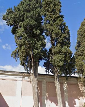 Foto I Cipressi del Cimitero