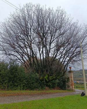 Foto Quercia "roccolo"