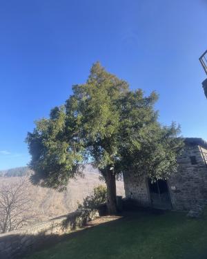 Foto Tasso della Chiesa Vecchia